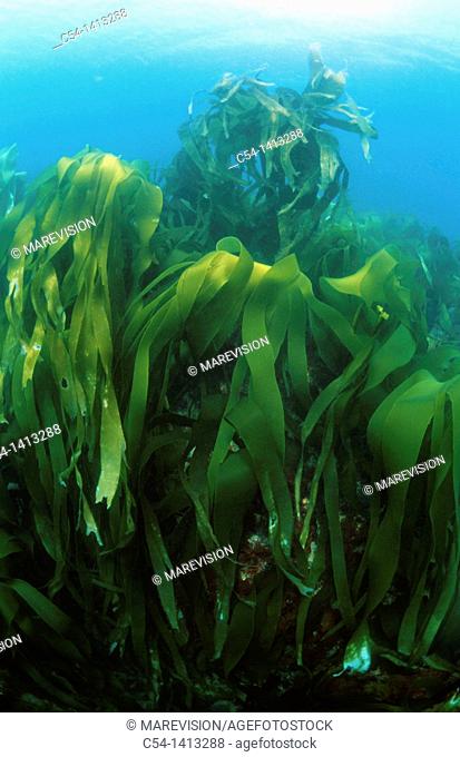 Kelp (Laminaria ochroleuca), Eastern Atlantic, Galicia, Spain