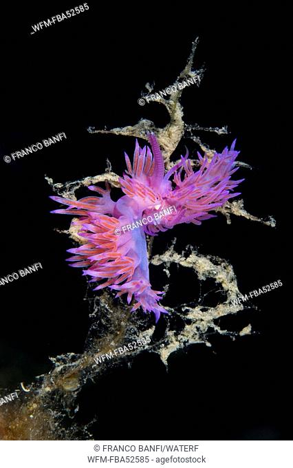 Couple of Purple Nudibranch, Flabellina affinis, Ponza, Mediterranean Sea, Italy
