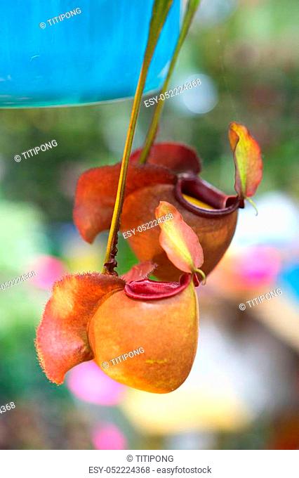 nepenthes ampullaria or Pitcher plant