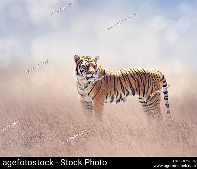 Bengal Tiger Walking in the Grassland