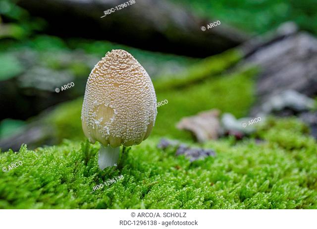 inkcap, Heilbronn-Franconia, Swabian-Franconian Forest, Baden-Wuerttemberg, Oberrot, Germany, (Coprinellus domesticus)