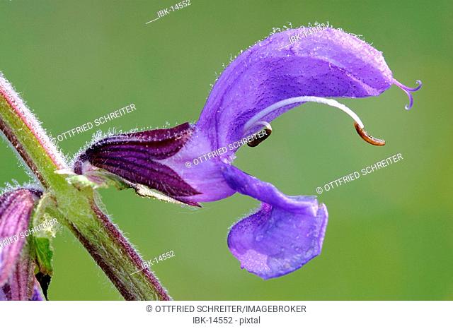 Flower of the meadow clary (Salvia pratensis)