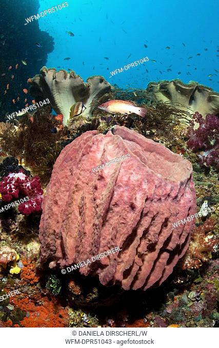Barrel Sponge in Coral Reef, Xestospongia testudinaria, Raja Ampat, West Papua, Indonesia
