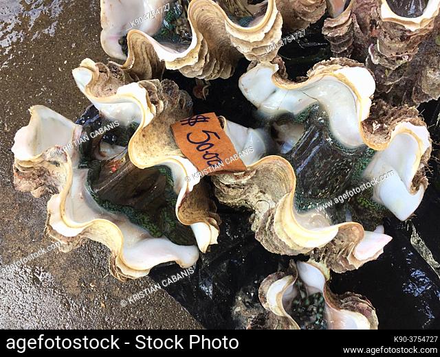 Giant clams 50 Solomon Dollars for sale on the local market, Honiara, Solomon Islands, Pacific, Oceania