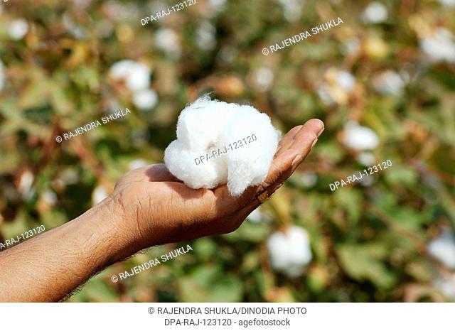 Cotton field ; cotton boll Gossypium herbaceum in hand palm; Gujarat ; India