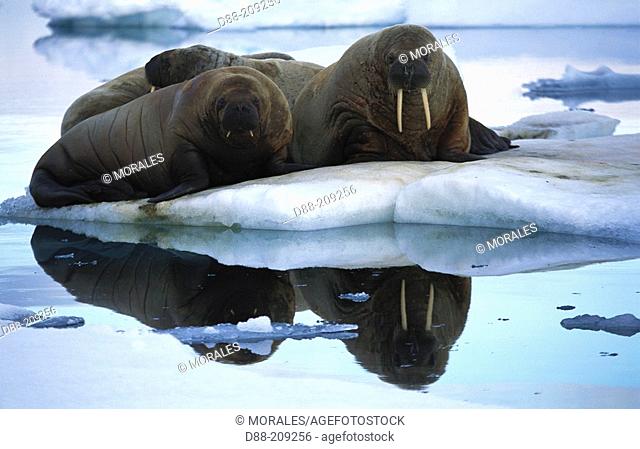 Walruses (Odobenus rosmarus)