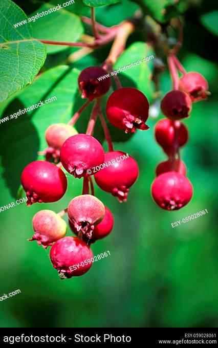 Macro of pink saskatoon berries on a branch