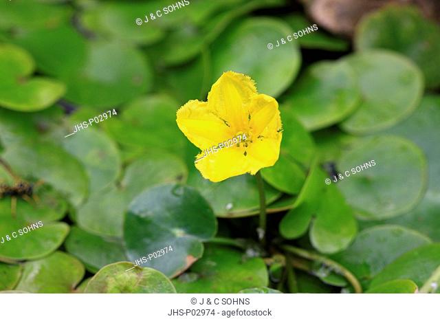 Yellow floating heart, Nymphoides peltata, Ellerstadt, Germany, Europe, blooming in gardenpond