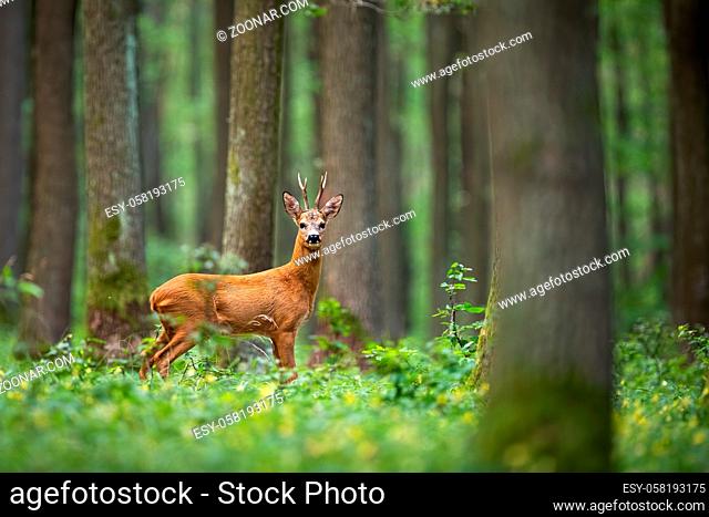Roe deer, capreolus capreolus, standing in the middle of the woods with low green vegetation. A beautiful strong european buck during rutting season surrounded...