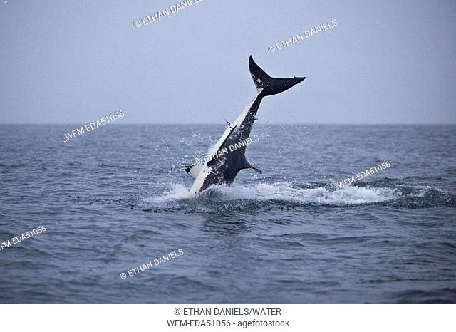 Breaching Great White Shark catches Prey, Carcharodon carcharias, Gansbaai, South Africa