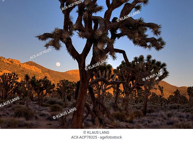 Moonrise, Joshua Trees and Rock Formations, Joshua Tree National Park, Calif. USA