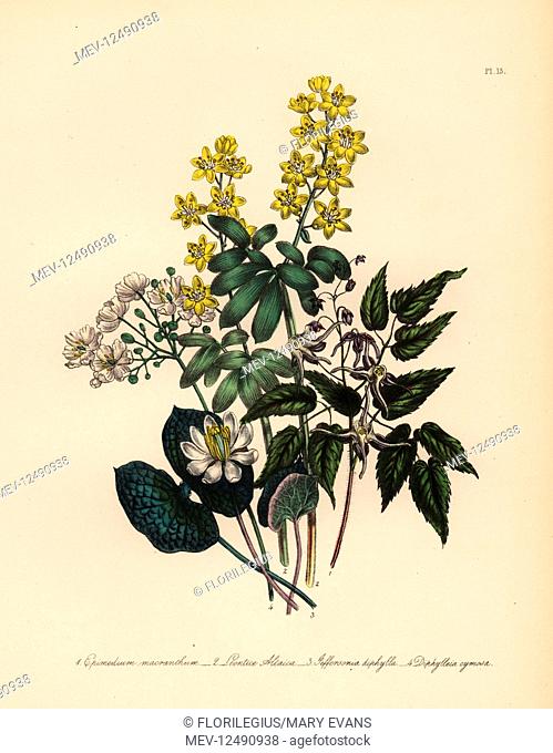 Large-flowered epimedium Epimedium macranthum, altaiac lion's leaf, Leontice altaica, two-leaved jeffersonia, Jeffersonia diphylla, and cymose diphylleia