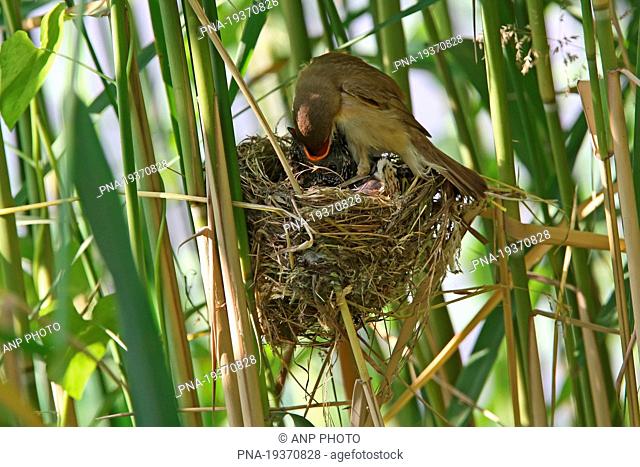 Common Cuckoo Cuculus canorus - Almelo, Twente, Overijssel, The Netherlands, Holland, Europe