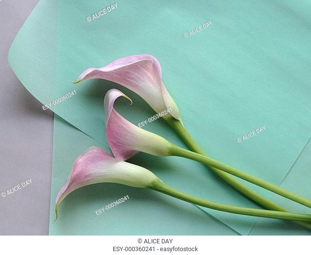 pink calla lilies on green vellum