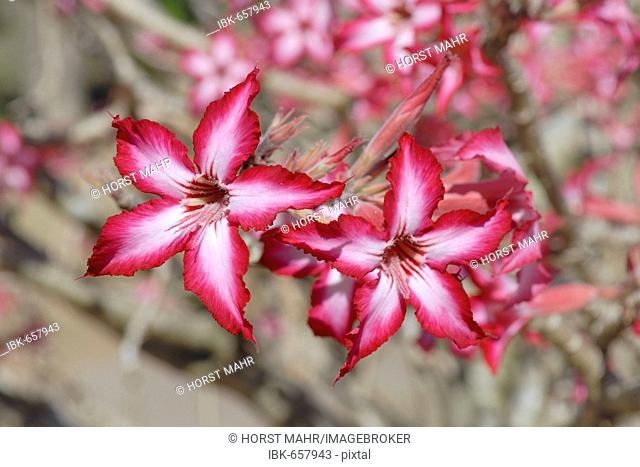 Desert Rose, Sabi Star or Kudu (Adenium obesum)