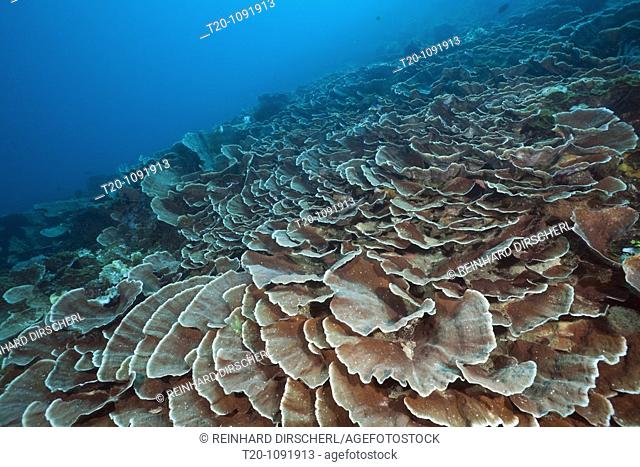 Hard Coral Reef, Pachyseris speciosa, Raja Ampat, West Papua, Indonesia