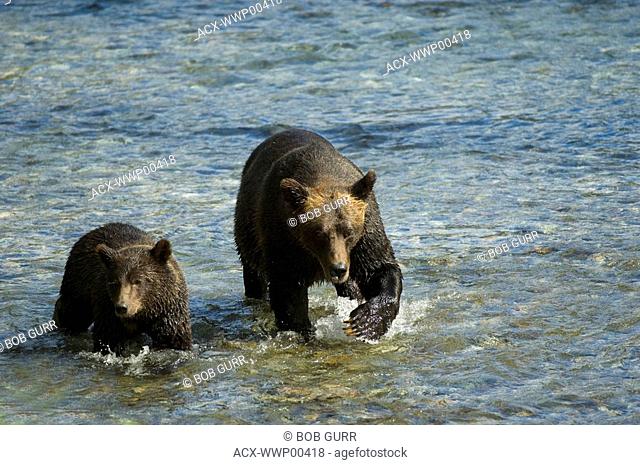 Grizzly Bear Ursus arctos Female with Yearling walking in Salmon Spawning stream. Fish Creek Tongass National Forest, Alaska, United States of America