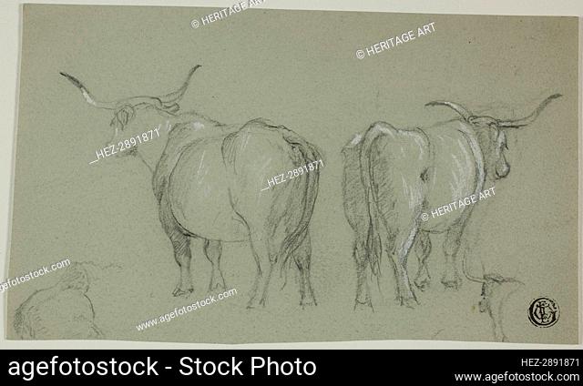 Sketches of White Cattle from the Maremma, n.d. Creator: Unknown