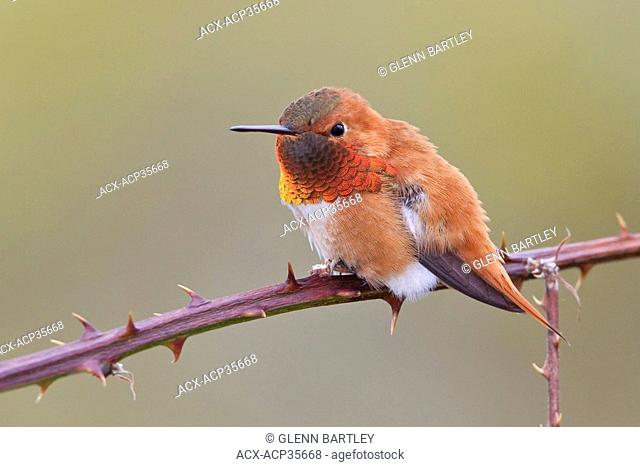 Rufous Hummingbird Selasphorus rufus perched on a branch in Victoria, BC, Canada