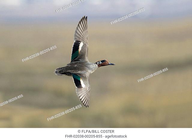 Common Teal (Anas crecca) adult male, in flight, Essex, England, March