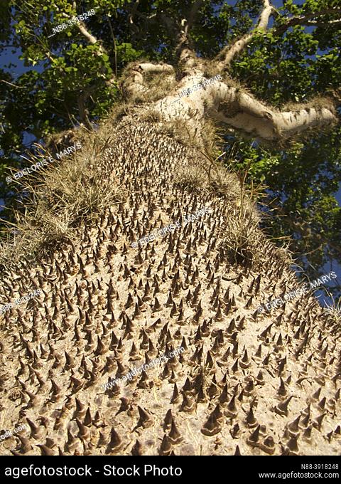 Impressive sandbox tree Hura crepitant showing spikes thorns in the amazon rainforest