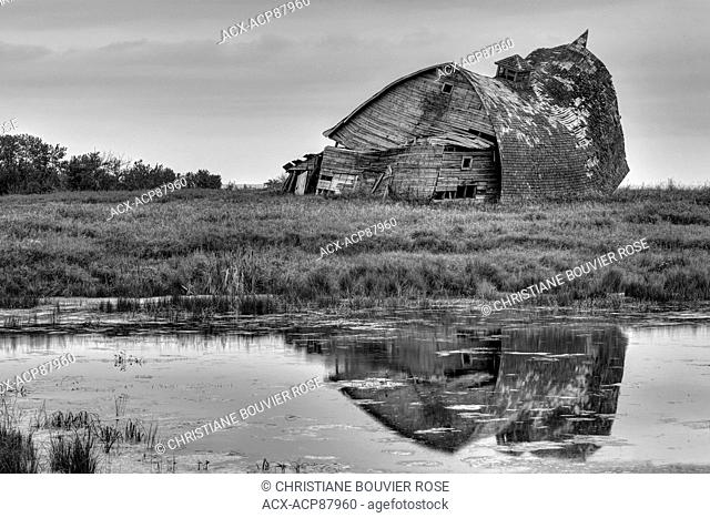 abandoned barn, arched roof, round roof barn, falling over, northern Saskatchewan, Canada, slough, grassy field, RM of Mervin, Livelong