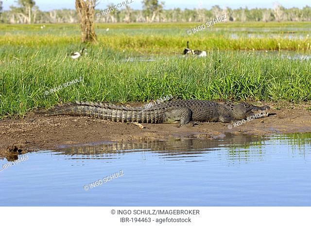 Salt water crocodile, Crocodylus porosus, australia