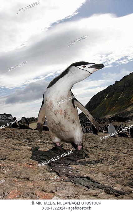 Chinstrap penguin Pygoscelis antarctica parent in a huge colony at Baily Head on Deception Island in Bransfield Strait off the Antarctic Peninsula
