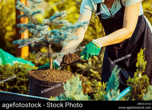 Young woman-gardener transplanting a plant in fertile soil