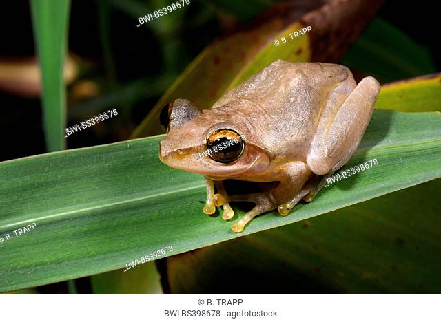 Dumeril's Bright-eyed Frog (Boophis tephraeomystax, Polypedates tephraeomystax), sits on a leaf, Madagascar, Ankarana National Park