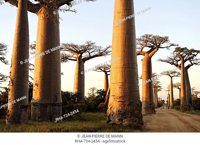 The Alley of the Baobabs Avenue de Baobabs, a prominent group of baobab trees lining the dirt road between Morondava and Belon'i Tsiribihina, Madagascar, Africa