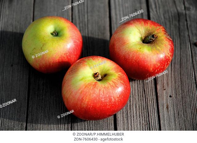 Malus domestica Akane, Apfel, Apple