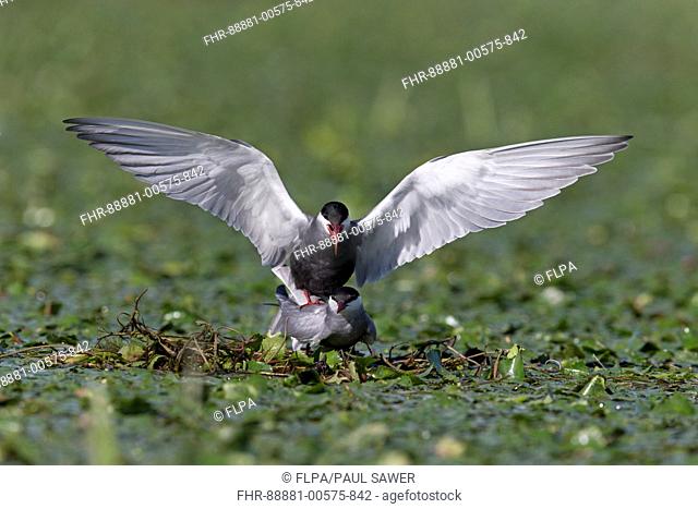 Whiskered Tern (Chlidonias hybrida) summer plumage adult pair, mating on nest among aquatic vegetation, Danube Delta, Romania, June