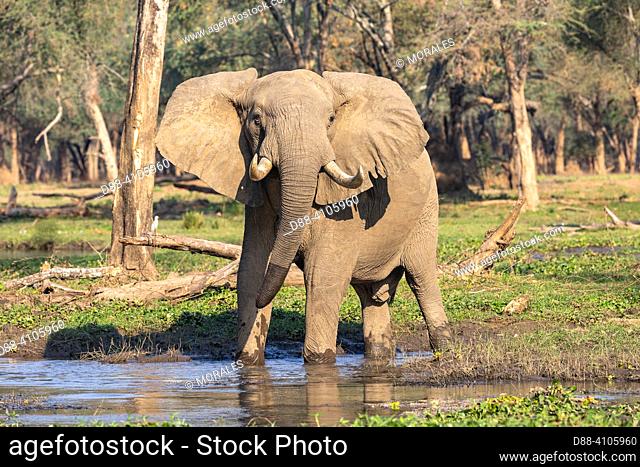 Africa, Zambia, Lower Zambezi natioinal Park, African Savannah Elephant or Savannah Elephant (Loxodonta africana), moves in the savannah