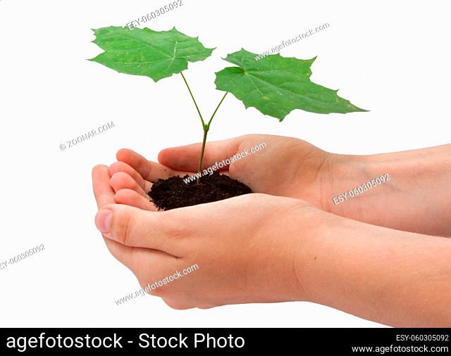 Hands holding small young tree isolated on white background
