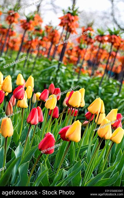 Fritillaria imperialis and colorful tulips flowers blooming in a garden