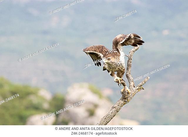 Bonelli's Eagle (Aquila fasciata) flying of a branch