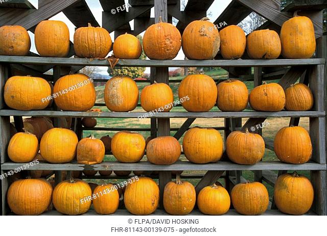 Tennessee Pumpkin harvest store - Great Smoky Mountains, Tennessee, USA