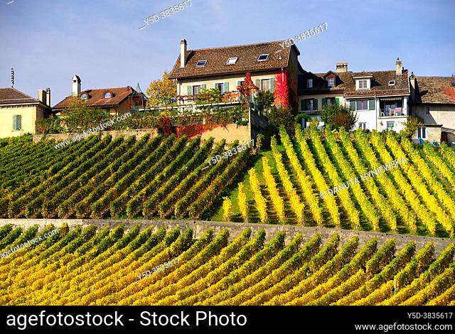 Human settlement in vineyards, autumn October, La Côte wine region, Féchy, Morges district, canton Vaud, Switzerland, Europe