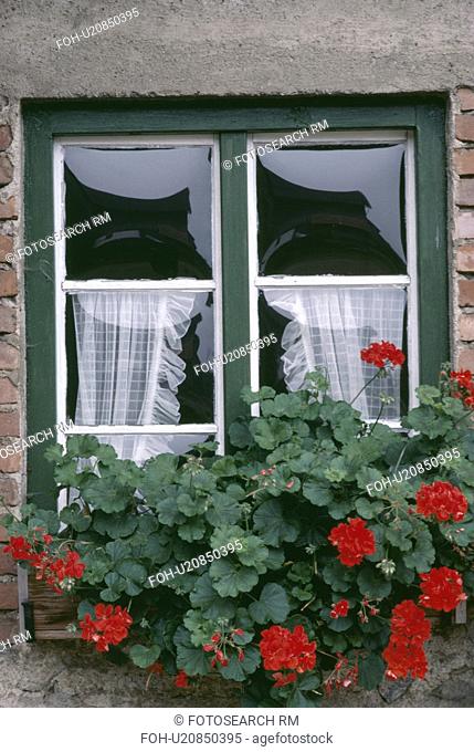Close-up of red geraniums in window-box below window with lace curtains in country cottage