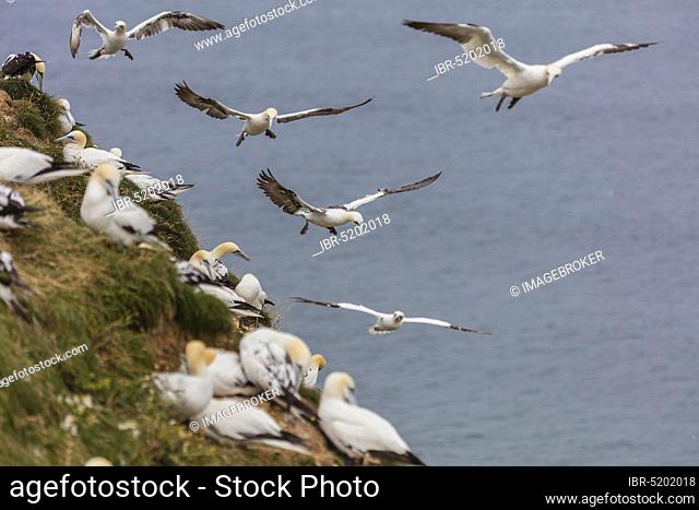 Flying gannets (Morus bassanus), England, Bempton Cliffs