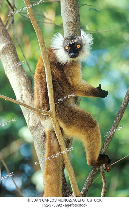 Black Lemur (Eulemur macaco macaco)