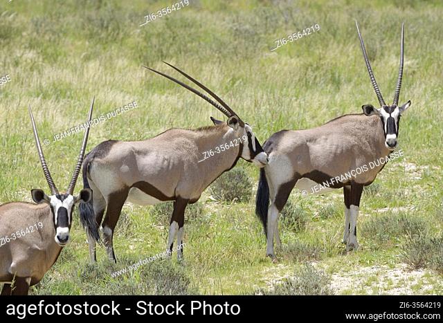 Gemsboks (Oryx gazella), standing on grass, curious, Kgalagadi Transfrontier Park, Northern Cape, South Africa, Africa