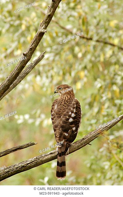 An immature Cooper's hawk, accipter cooperii, looks off to the side on a dead tree branch, Pennsylvania, USA