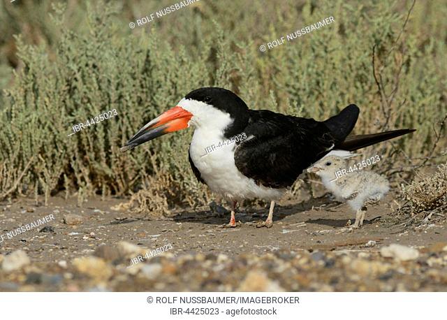 Black skimmer (Rynchops niger), adult with chick, Laguna Madre, South Padre Island, Texas, USA