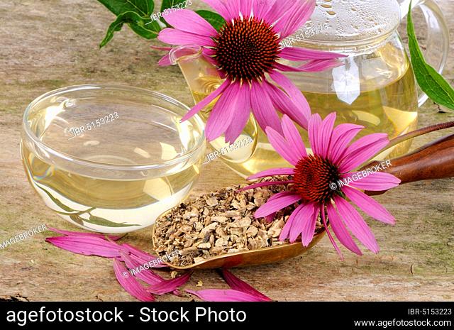 Cup red (Echinacea purpurea) coneflower tea, coneflower root tea