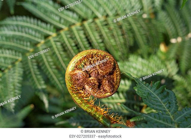 A young fiddlehead fern