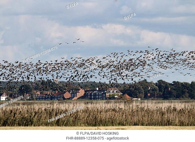 Pink footed Geese flying into Deepdale Marsh looking towards Burnham Overy Staithe