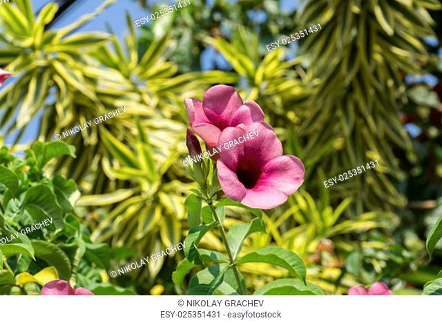 Allamanda blanchetii, Allamanda violacea or Cherry Jubilee leaves and flowers