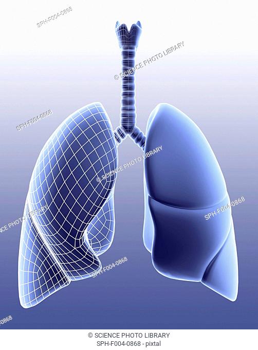 Lungs, computer artwork depicting one lung in wireframe style